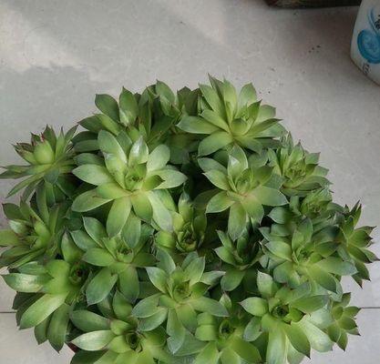 观音莲植物怎么养（观音莲的养殖注意事项）