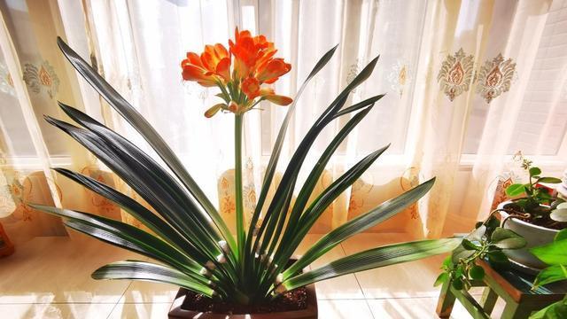 家中养什么花好（盘点六种适合养在家的花）