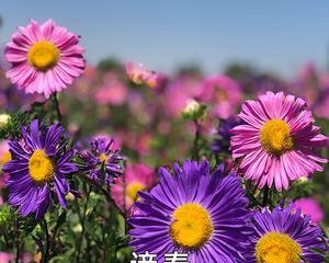 翠菊种子怎么种（翠菊种子的种植方法步骤）