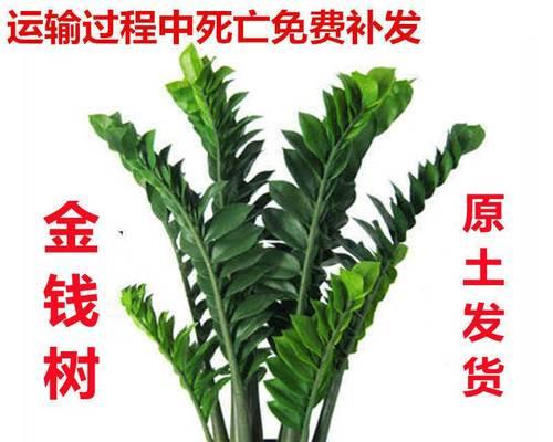 摇钱树苗怎么种植（摇钱树的正确栽培方法）