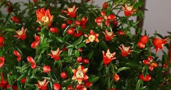 石榴花什么时候开花（石榴花的养殖方法讲解）