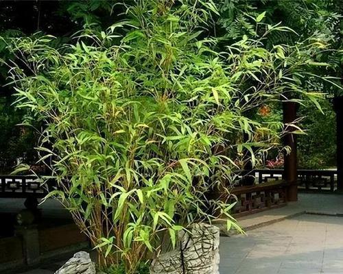 毛竹怎么养才能更旺盛（毛竹的种植方法和管理）