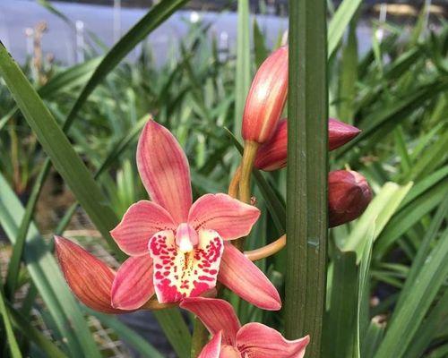米兰花怎样种植（米兰花的养护技巧）