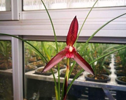 米兰花怎样种植（米兰花的养护技巧）