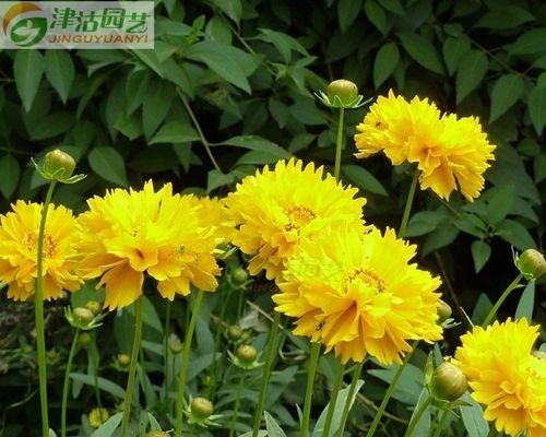金鸡菊盆栽怎么养（金鸡菊盆栽的种植方法和时间）