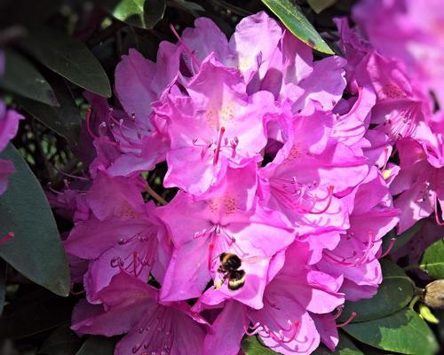 杜鹃花开在什么季节（关于杜鹃花的花期简介）