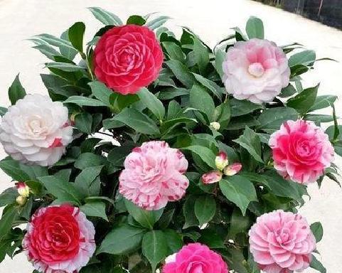 怎样养茶花才能开花（有关茶花的养护小妙招）