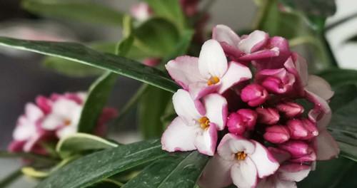 瑞香花怎么养护它才开花（了解瑞香花的养护技巧）