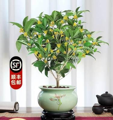 阳台怎么养桂花（详解桂花养护与管理）