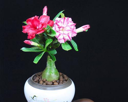 沙漠玫瑰怎样剪枝（详解沙漠玫瑰修剪时间和方法）