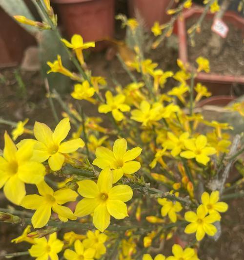 迎春花生长在什么地方