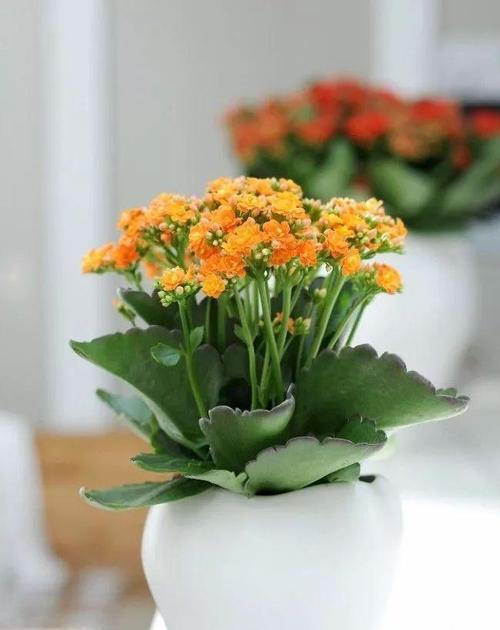 夏天怎么养长寿花（长寿花夏季养护要点）