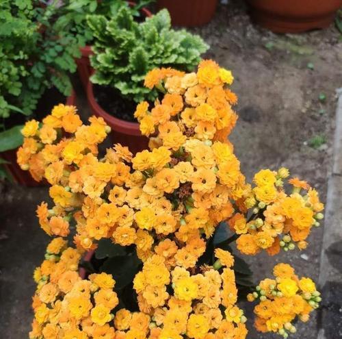 夏天怎么养长寿花（长寿花夏季养护要点）