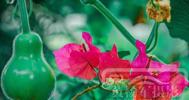 葫芦怎么养才能结果(葫芦的种植方法步骤)