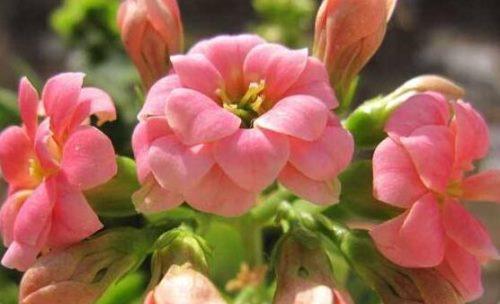 长寿花浇水多久一次（有关长寿花浇水方法和管理）