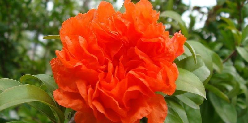 石榴花夏季如何养护（石榴树的养殖方法和注意事项）