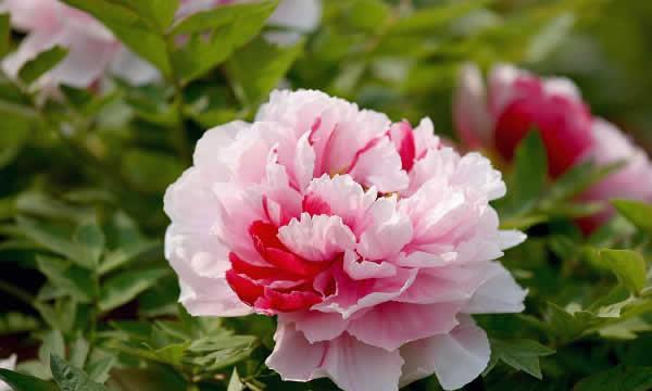 牡丹花在几月份开花（关于牡丹花开放时间）