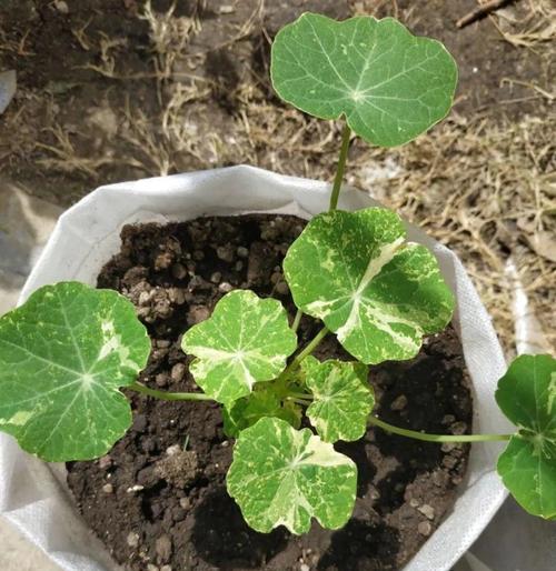 旱金莲的种子怎样播种（种植旱金莲的注意事项）