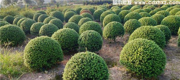 冬青球怎么培养（冬青的栽培和管理）