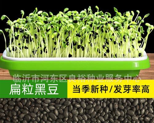 黑豆几月份种（黑豆种植技术和管理）
