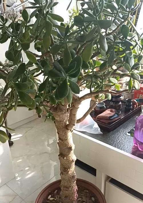 玉树盆景怎样修剪（盆栽玉树修剪技术图解）