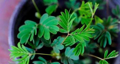 含羞草植物如何养护（含羞草的正确养法）
