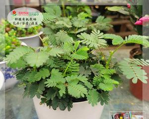 含羞草植物如何养护（含羞草的正确养法）