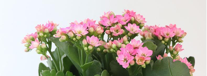 长寿花适合室内还是室外（长寿花养护小窍门）