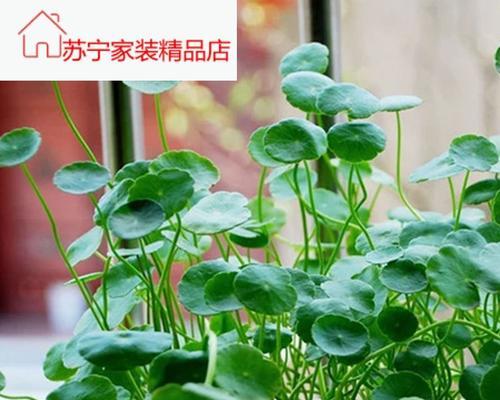 铜钱草水养注意事项（打造健康繁茂的铜钱草）