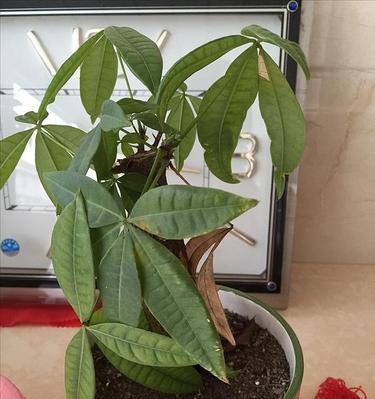 发财树黄叶是怎么回事（发财树黄叶原因及解决方法）