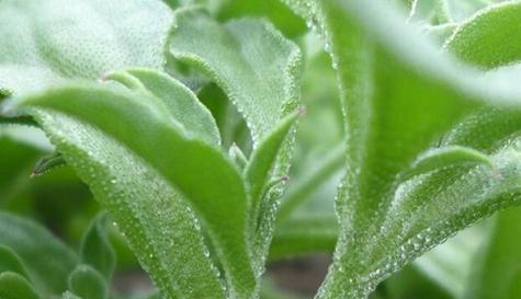 冰草什么时候种植比较好（冰草的种植方法和时间）