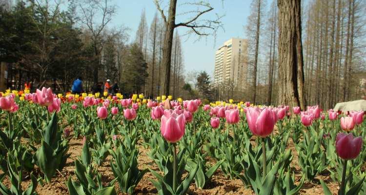 郁金香怎么种植方法（郁金香的种植方法和时间）