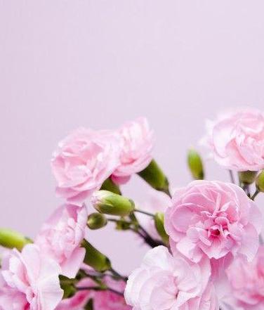 十朵康乃馨花语大揭秘（从爱情到友情）