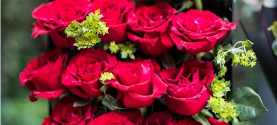 12朵玫瑰花花语代表什么意思（深入解读玫瑰花的花语和象征意义）