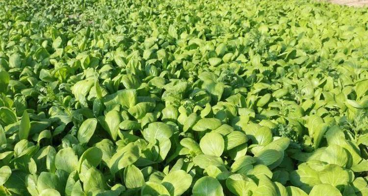 12月份适合种什么菜？——冬季蔬菜种植指南