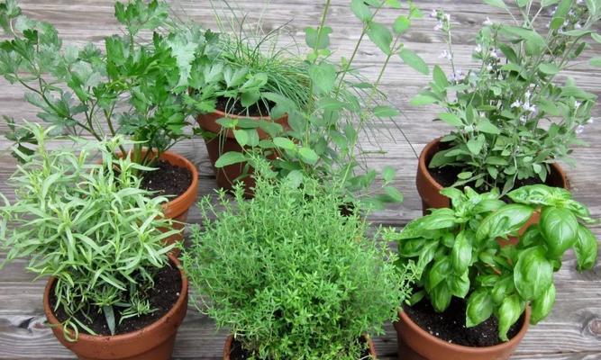 1月份适合种植的菜品及栽培技巧（如何在冬季保证蔬菜的正常生长）