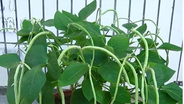 1月份适合种植的菜品及栽培技巧（如何在冬季保证蔬菜的正常生长）