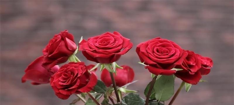 解读20朵红玫瑰的花语（传递浓浓的爱意）