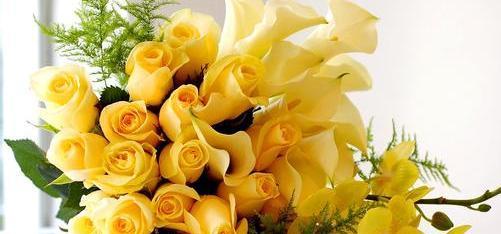 24朵玫瑰花语代表什么意思（探究24朵玫瑰的含义与象征）