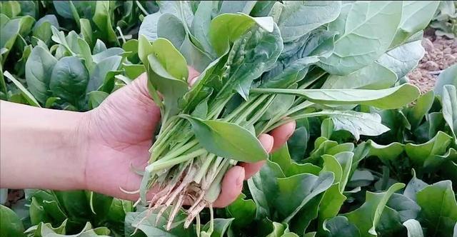 2月适合种植的菜品及注意事项（打造美味蔬菜园）