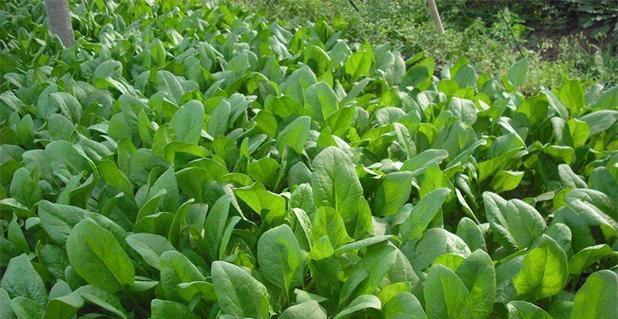 丰收季节，7月北方种植菜园必备蔬菜（夏季盛宴）