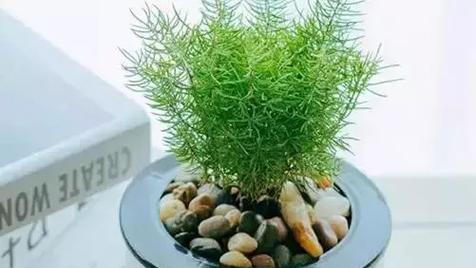 属虎人最适合养的15种植物(打造财运王国)