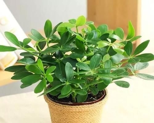 属虎人最适合养的15种植物（打造财运王国）