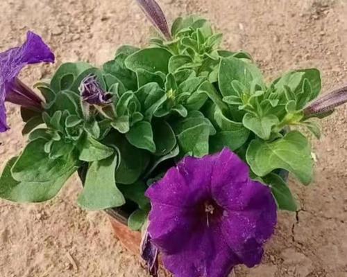 矮牵牛花的花期（盛开时节）