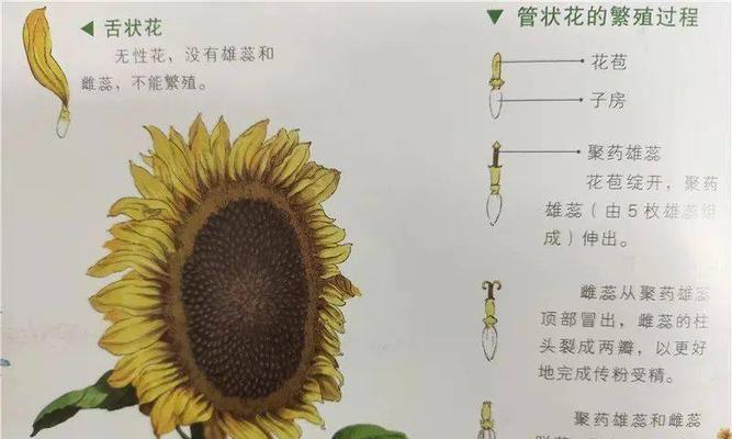 矮向日葵开花时间和条件详解（了解矮向日葵的生长过程和开花周期）