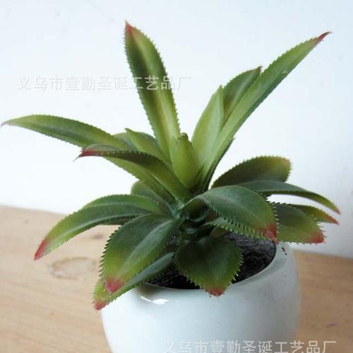 矮圆盆的植物选择指南（如何选择适合矮圆盆种植的植物）