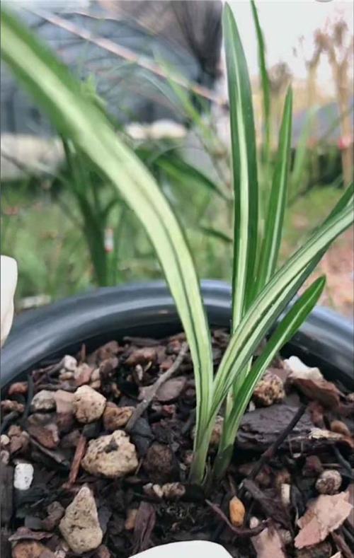 如何养护矮种兰花（矮种兰花的适宜环境与栽培技巧）