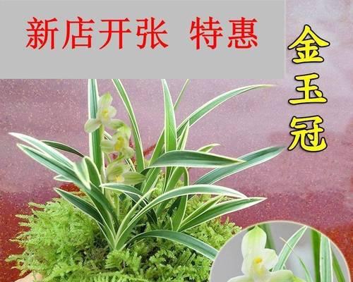 探寻矮株花卉的魅力（一览矮株花卉的种类与栽培技巧）