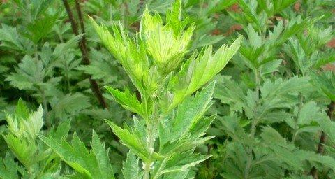 艾草的功效与作用（传统中草药治疗的利器）