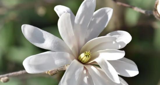 玉兰花（探索玉兰花的花语与寓意）